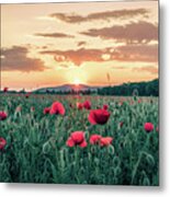 Backlit Flowery Field Of Red Poppies At Sunrise Metal Print