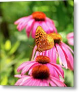 Backlit Fritillary Butterfly On Coneflower I Metal Print