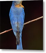 Backyard Bluebird Metal Print