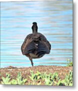 Balancing By The Water's Edge Metal Print