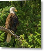 Bald Eagle At Elger Bay On Camano Island, Washington Metal Print
