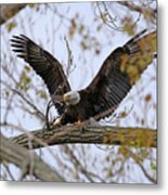 Bald Eagle Breaking Off Branch For Nest 1734 Metal Print