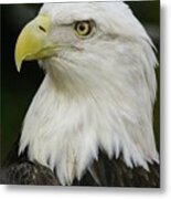 Bald Eagle Profile Metal Print