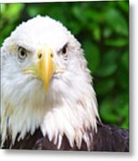 Bald Eagle Stare Metal Print