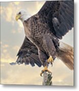 Bald Eagle Takeoff 1116 Metal Print