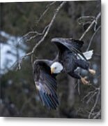 Bald Eagles With Folded Wings Metal Print