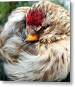 Ball Of Feathers Metal Print