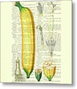 Banana Chart On Antique Book Page Metal Print