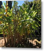 Banana Plants In Backyard Kn10 Metal Print