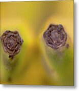 Banana Tips Macro Metal Print