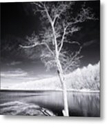Bare Tree At Lake Laura #3002 Metal Print
