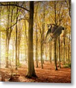 Barn Owl Flying In Autumn Woodland Metal Print