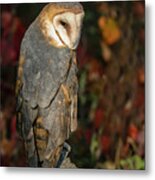 Barn Owl In Autumn Metal Print