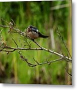 Barn Swallow Morning Metal Print