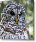 Barred Owl Eyes Metal Print