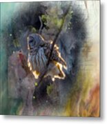 Barred Owl In A Floof After Preening, Backlit Rimmed In A Golden Sunset Metal Print