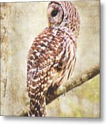 Barred Owl In Alder Tree Metal Print