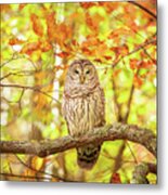 Barred Owl In Autumn Natchez Trace Ms Metal Print