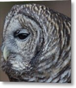 Barred Owl Looks On Metal Print