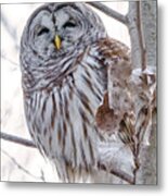 Barred Owl Winking Look Metal Print