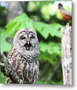 Barred Owl Yawning Metal Print