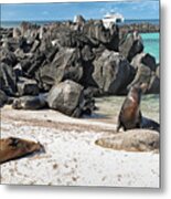 Beach With Sea Lions - Espanola Island - Galapagos Metal Print