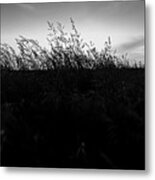 Beachgrass Sunset Black And White Metal Print