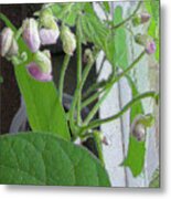 Bean Plant With Pink Flowers Metal Print