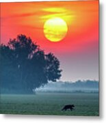 Bear At Sunrise #4514 Metal Print