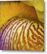 Bearded Iris Close Up Metal Print