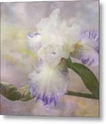 Bearded Iris 'gnuz Spread' Metal Print