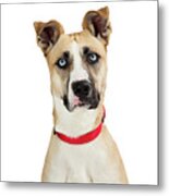 Beautiful Attentive Large Breed Dog Closeup Metal Print