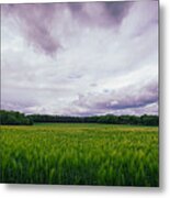 Beautiful Landscape With Green Barley Field And Cloudy Sky In The Surroundings Of Bonn Metal Print