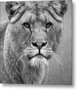 Beautiful Lioness In Black And White Metal Print