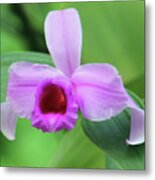 Beautiful Orchid In The Wild Metal Print