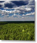 Beautiful Pine Barrens Landscape Metal Print