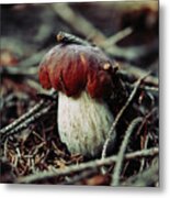 Beautiful White-brown Boletus Pinophilus Placed Between Needles And Withered Twigs. Penny Bun In A Beautiful Dark Environment. Metal Print