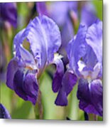 Beauty Of Irises. Irises Germanica 2 Metal Print