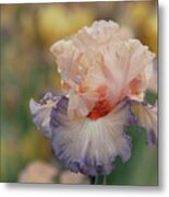 Beauty Of Irises. Parisian Dawn 6 Metal Print