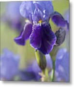 Beauty Of Irises. Perfection Metal Print