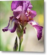 Beauty Of Irises. Raspberry Ribbon Metal Print