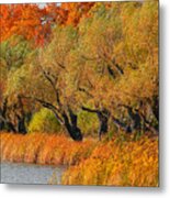 Beauty Of Wny Trees Metal Print