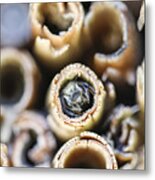 Bee In Wooden Insect Hotel. Metal Print