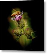 Bee On A Thistle Metal Print