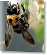 Bee On Blueberry Blossoms Metal Print