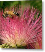 Bee On Mimosa Flower Metal Print