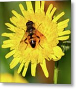 Bee On Yellow Flower Metal Print