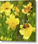 Bee Resting On A Yellow Flower Metal Print