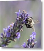 Bee Sideways On Lavender Metal Print