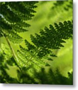 Beneath The Ferns Metal Print